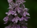 Foltos ujjaskosbor (Dactylorhiza maculata) - Johnsbach