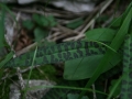 Foltos ujjaskosbor levele (Dactylorhiza maculata) - Johnsbach