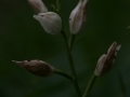 Kardos madarsisak (Cephalanthera longifolia)
