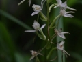 Ketlevelu sarkvirag (Platanthera bifolia) Wasserloch