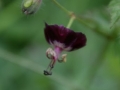 Lila okorfarkkoro (Verbascum phoeniceum)  Pfaffenstein