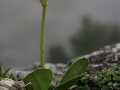 Medveful-Cifra kankalin (Primula auricula)  Pfaffenstein