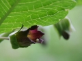 Nadragulya (Atropa belladona) - Pfaffenstein