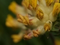 Nyulszapuka - (Anthyllis vulneraria) - Polster