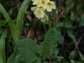 Sugarkankalin (Primula elatior)  Pfaffenstein