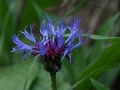 Szirti Imola (Centaurea mollis)  Wasserloch