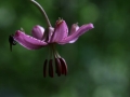 Turbanliliom  (Lilium martagon)  Johnsbach