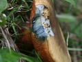 Valtozekony tinoru  (Boletus luridus) Wasserloch